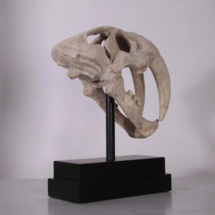 Saber Tooth Tiger Skull Life Size Statue LM Treasures - H