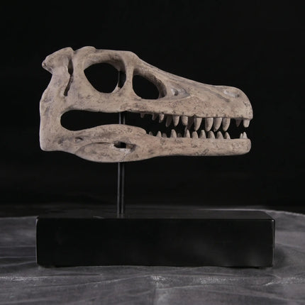 Raptor Dinosaur Skull Life Size Statue
