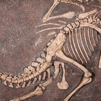 Velociraptor Dinosaur Fossil Dig Life Size Statue