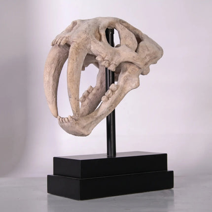 Saber Tooth Tiger Skull Life Size Statue LM Treasures - H