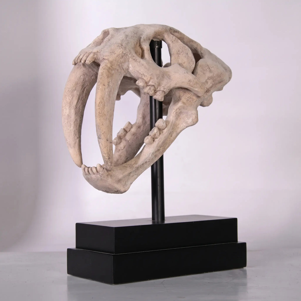 Saber Tooth Tiger Skull Jurassic Life Size Replica Statue – LM