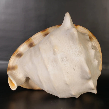 Helmet Shell Life Size Statue
