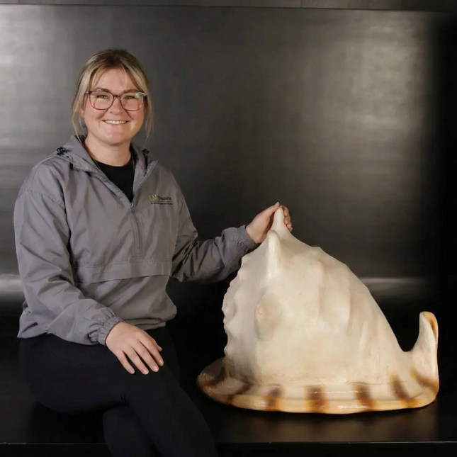 Helmet Shell Life Size Statue LM Treasures - H