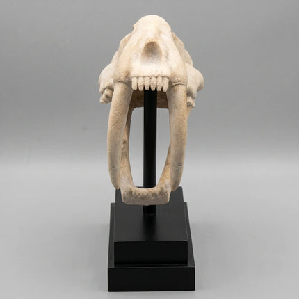 Saber Tooth Tiger Skull Life Size Statue LM Treasures - H