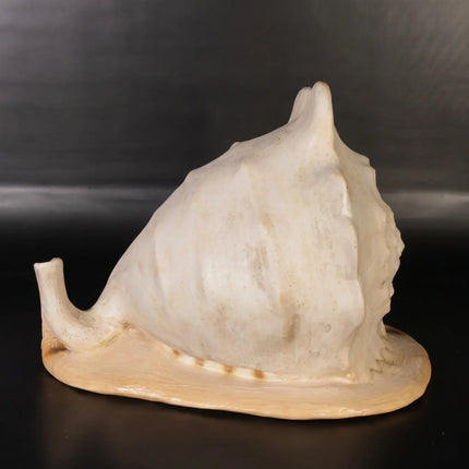 Helmet Shell Life Size Statue