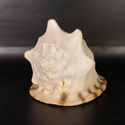Helmet Shell Life Size Statue
