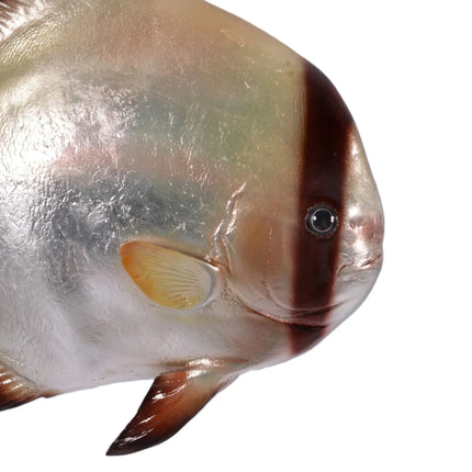 Batfish Statue LM Treasures - H