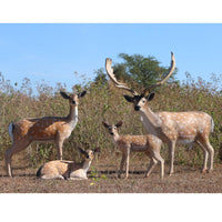 Buck Fallow Deer Life Size Statue - LM Treasures 