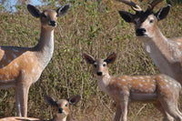 Doe Fallow Deer Life Size Statue - LM Treasures 