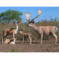 Buck Fallow Deer Life Size Statue - LM Treasures 