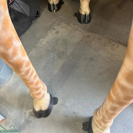 Full Size Giraffe Life Size Statue LM Treasures - H