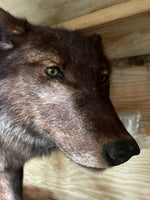 Real Black Grey Alaskan Wolf Taxidermy Life Size Statue - LM Treasures 