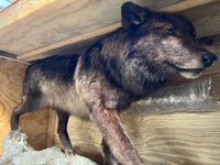 Real Black Grey Alaskan Wolf Taxidermy Life Size Statue - LM Treasures 