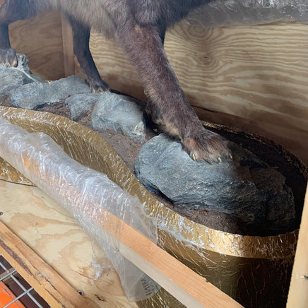 Real Black Grey Alaskan Wolf Taxidermy Life Size Statue - LM Treasures 
