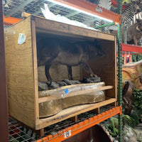 Real Black Grey Alaskan Wolf Taxidermy Life Size Statue - LM Treasures 