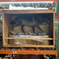 Real Black Grey Alaskan Wolf Taxidermy Life Size Statue - LM Treasures 