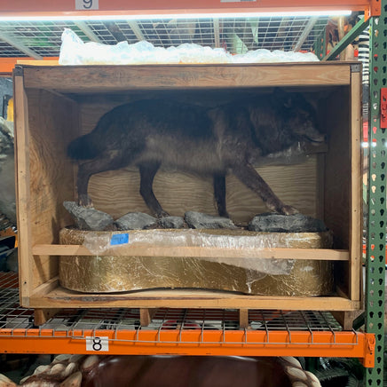 Real Black Grey Alaskan Wolf Taxidermy Life Size Statue - LM Treasures 