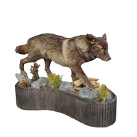 Real Black Grey Alaskan Wolf Taxidermy Life Size Statue - LM Treasures 