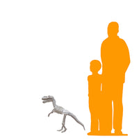 Baby T-Rex Dinosaur Skeleton Life Size Statue - LM Treasures 