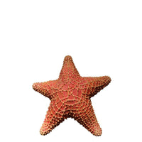 Comic Cushion Starfish Statue - LM Treasures 