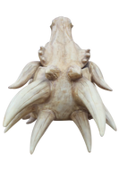 Jumbo Dragon Skull Life Size Statue - LM Treasures 