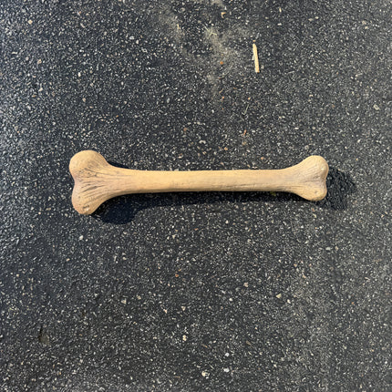Small Dinosaur Bone Life Size Statue