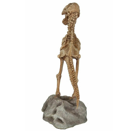 Baby T-Rex Dinosaur Skeleton On Base Life Size Statue LM Treasures - PT