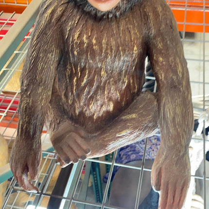 Monkey Hunky Chimpanzee Life Size Statue