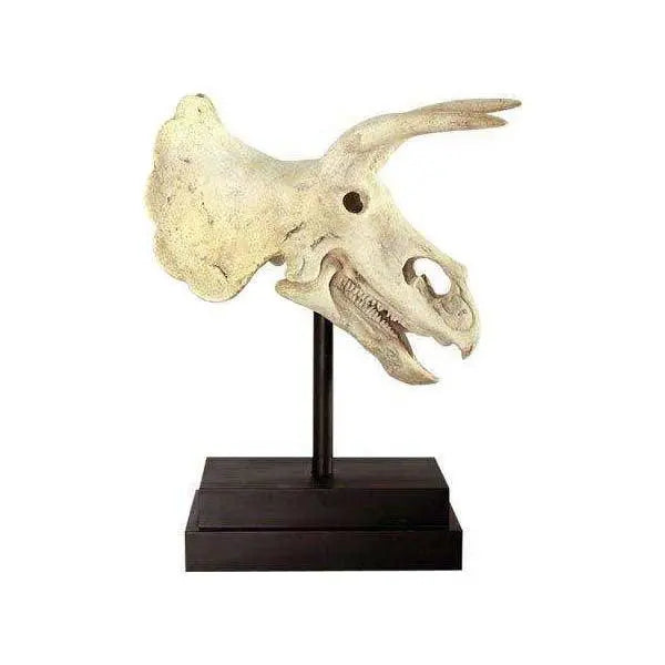 Triceratops Dinosaur Skull Statue LM Treasures - H