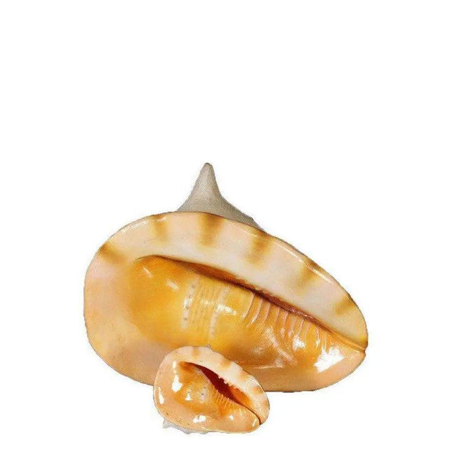 Helmet Shell Life Size Statue LM Treasures - H