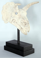 Triceratops Dinosaur Skull Statue - LM Treasures 