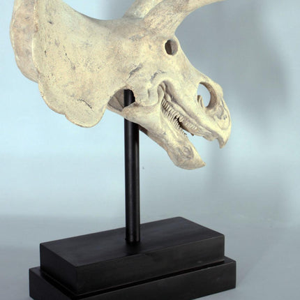 Triceratops Dinosaur Skull Statue - LM Treasures 