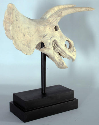 Triceratops Dinosaur Skull Statue - LM Treasures 