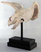 Triceratops Dinosaur Skull Statue - LM Treasures 