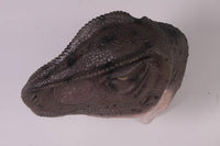 Allosaurus Dinosaur Head Life Size Statue - LM Treasures 