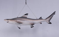 Black Tip Shark Statue - LM Treasures 
