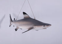 Black Tip Shark Statue - LM Treasures 