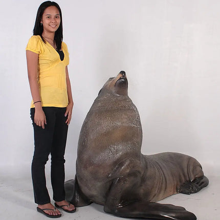 Sea Lion Male Fur Seal Life Size Statue LM Treasures - H