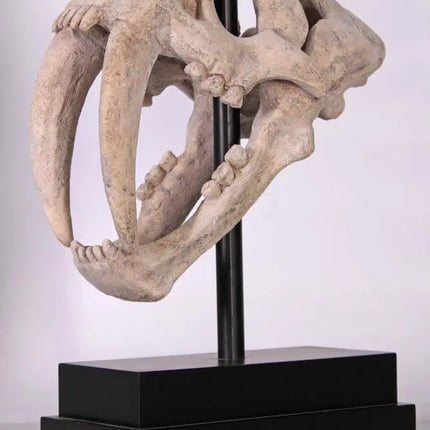 Saber Tooth Tiger Skull Life Size Statue LM Treasures - H
