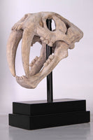 Saber Tooth Tiger Skull Life Size Statue - LM Treasures 