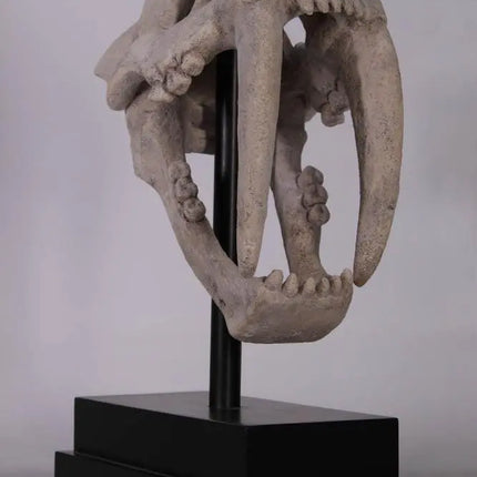 Saber Tooth Tiger Skull Life Size Statue LM Treasures - H