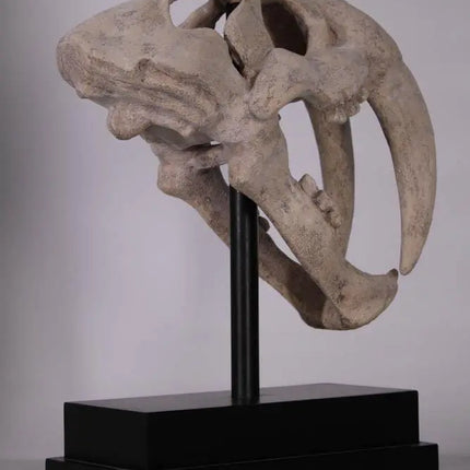 Saber Tooth Tiger Skull Life Size Statue LM Treasures - H