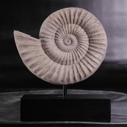 Spiral Fossil Shell Life Size Statue - LM Treasures 