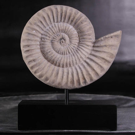 Spiral Fossil Shell Life Size Statue - LM Treasures 