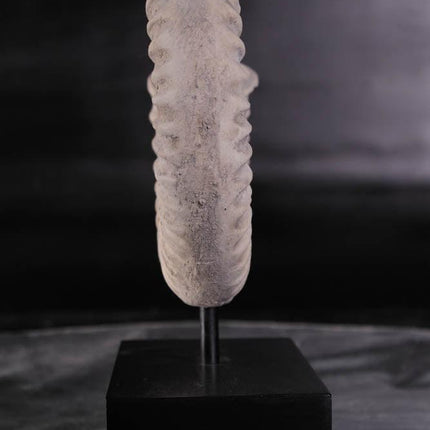 Spiral Fossil Shell Life Size Statue - LM Treasures 