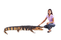 American Alligator Life Size Statue - LM Treasures 