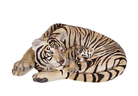 Siberian Tiger With Cub Life Size Statue - LM Treasures 