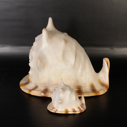 Helmet Shell Life Size Statue - LM Treasures 