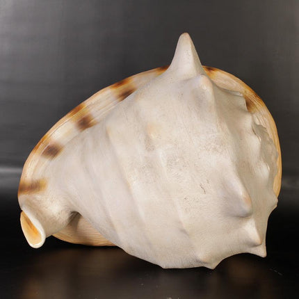Helmet Shell Life Size Statue - LM Treasures 
