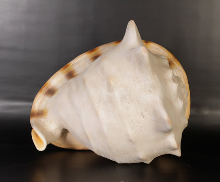 Helmet Shell Life Size Statue - LM Treasures 